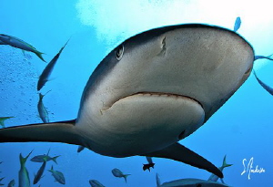 In your face with a bit of Reef Shark. These sharks have ... by Steven Anderson 